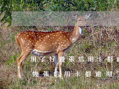 用了好幾張信用卡都逾期了怎么辦-用了好幾張信用卡都逾期了怎么辦呢