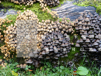 用了銀行信用卡備用金逾期了(現(xiàn)在備用金可以逾期嗎)