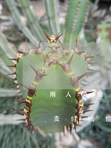 用人单位在哪些情况下单方解除劳动合同需支付赔偿金