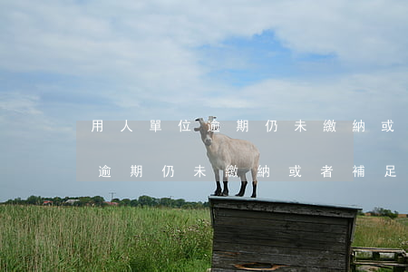 用人單位逾期仍未繳納或者補足-用人單位逾期仍未繳納或者補足職工基本醫(yī)療保險費的