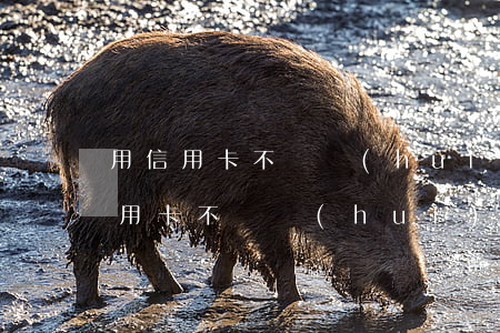 用信用卡不還會(huì)影響孩子嗎(用信用卡不還會(huì)影響孩子嗎)