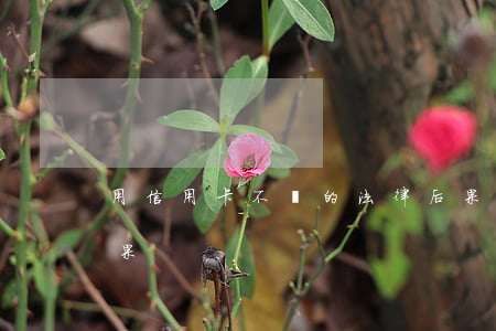 用信用卡不還的法律后果(信用卡不還款的后果)