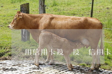 用信用卡投資（投資信用卡利息怎么算）