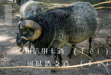 用信用卡消費(fèi)稱為透支嗎(信用卡可以透支消費(fèi)嗎)