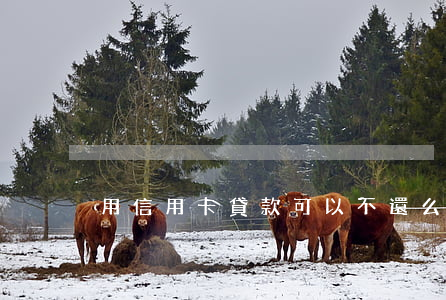 用信用卡貸款可以不還么