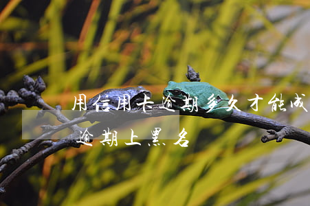 用信用卡逾期多久才能成黑名單（子女信用卡逾期上黑名）