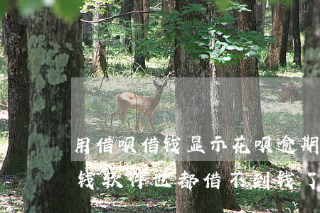 用借呗借钱显示花呗逾期(花呗逾期其他的借钱软件也都借不到钱了吗)