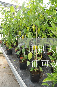用别人的身份证可以贷款违法吗(别人拿身份证可以贷款吗)