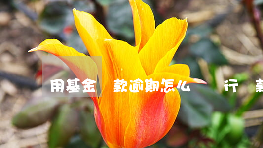 用基金貸款逾期怎么辦(銀行貸款逾期了怎么辦)