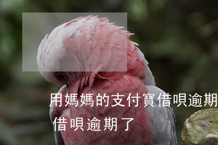 用媽媽的支付寶借唄逾期-用媽媽的支付寶借唄逾期了