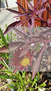 用房照貸款信用卡逾期可以嗎(有信用卡逾期可以貸款買(mǎi)房嗎)