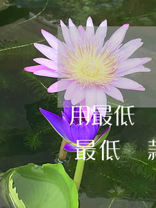 用最低還款算逾期嗎(已經(jīng)還了最低還款算不算逾期)