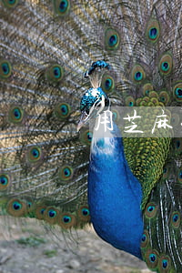 用芝麻粒幫好友修復(fù)逾期怎么辦-