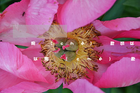用車(chē)貸款可以逾期幾天(有逾期可以用車(chē)貸款嗎)