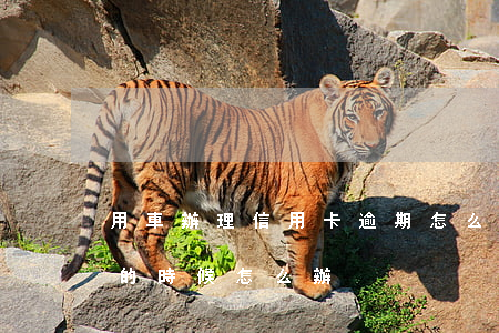 用車辦理信用卡逾期怎么辦(有逾期辦理車貸的時候怎么辦)