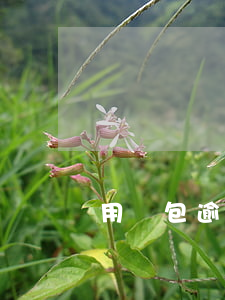 用錢包逾期借嗎(錢包逾期上征信嗎)