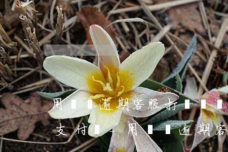 用錢寶逾期客服打電話讓轉(zhuǎn)支付寶-用錢寶逾期客服打電話讓轉(zhuǎn)支付寶是真的嗎