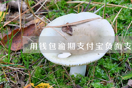 用钱包逾期支付宝负面(支付宝严重逾期)