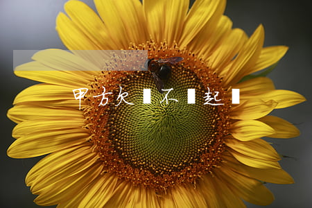 甲方欠錢不給起訴