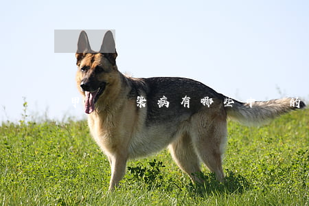 甲類傳染病有哪些(中國的甲類傳染病有哪些)