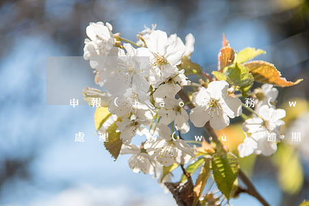 申報(bào)稅務(wù)逾期如何處理（處理稅務(wù)逾期需要什么）