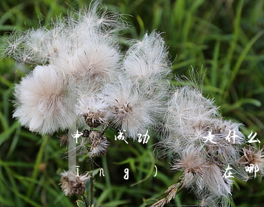 申訴成功憑證是什么(申訴成功的憑證應(yīng)該輸在哪里)