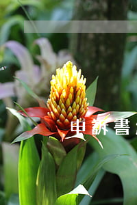 申訴書怎么寫(黨員申訴書怎么寫) 申訴書怎么寫(黨員申訴書怎么寫)