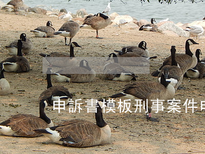 申訴書模板(刑事案件申訴書模板)