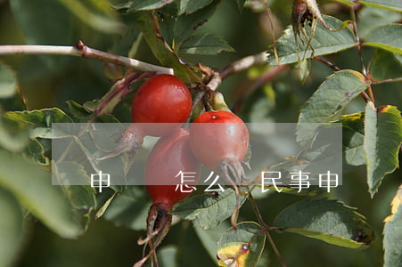 申訴狀怎么寫(民事申訴狀怎么寫)