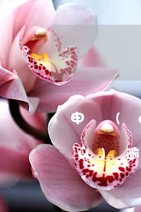 申請(qǐng)大額分期被拒 征信無(wú)逾期-