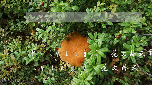 申請(qǐng)書范文格式(司法鑒定申請(qǐng)書范文格式)