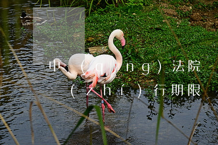 申請(qǐng)法院強(qiáng)制執(zhí)行期限