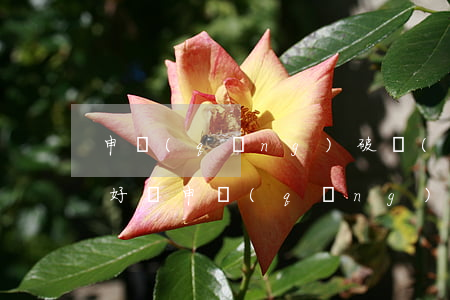 申請(qǐng)破產(chǎn)有什么好處(申請(qǐng)破產(chǎn)有什么好處和壞處)