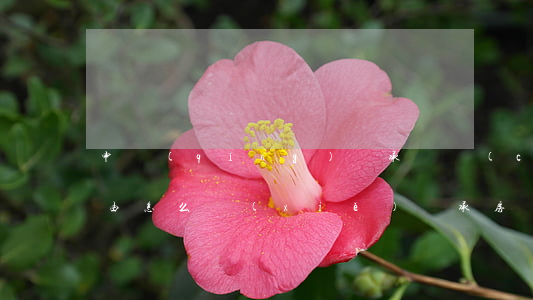 申請(qǐng)繼承遺產(chǎn)理由怎么寫(xiě)(繼承房產(chǎn)遺囑怎么寫(xiě)?)