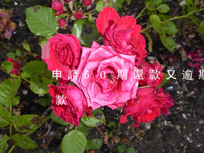 申請60期還款又逾期(信用卡強制60期還款)