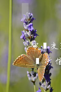 申請交通銀行信用卡逾期怎么辦-申請交通銀行信用卡逾期怎么辦理