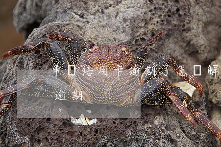 申請信用卡逾期了怎樣解決(如何處理信用卡逾期)