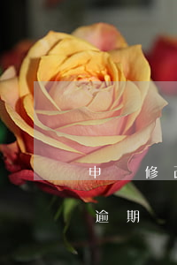 申請修改信用卡逾期記錄查詢(怎樣查信用卡逾期)
