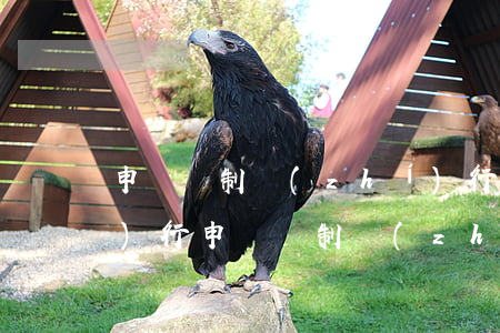 申請強制執(zhí)行后多久執(zhí)行(申請強制執(zhí)行后多久執(zhí)行黑名單)