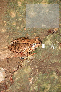 申請格式范文(寫申請格式)