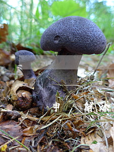 申請解除醫(yī)療強制書怎么寫