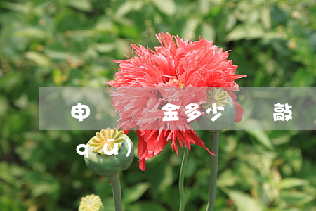 申請賠償金多少視為敲詐(賠償和敲詐的區(qū)別)