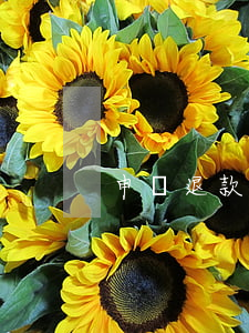 申請退款怎么退拼多多(拼多多咋申請退款呢?)