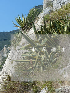 申诉理由怎么写通过率高