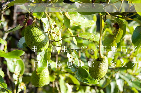 申请信用卡停息挂账后多久才生效-申请信用卡停息挂账后多久才生效呢
