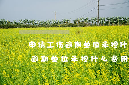申请工伤逾期单位承担什么费用-申请工伤逾期单位承担什么费用呢