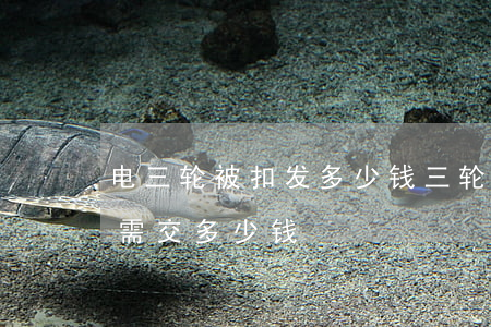 电三轮被扣发多少钱(三轮电动车被交警扣了需交多少钱)