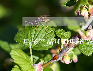 电子产品加盟(电子产品加盟办厂)