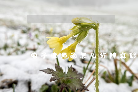 电子律师函怎么分辨真假(电子版律师函真假)
