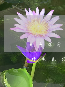 电子银行承兑汇票逾期了怎么处理-电子银行承兑汇票逾期了怎么处理呢